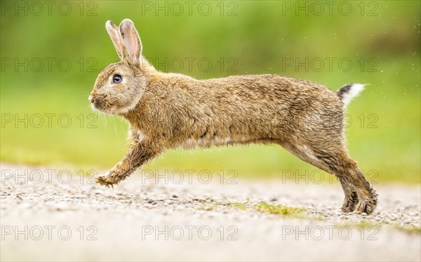 European rabbit (Oryctolagus cuniculus) hopping over a path