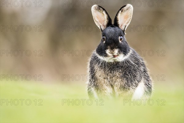 European rabbit (Oryctolagus cuniculus)
