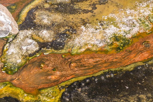 Algae