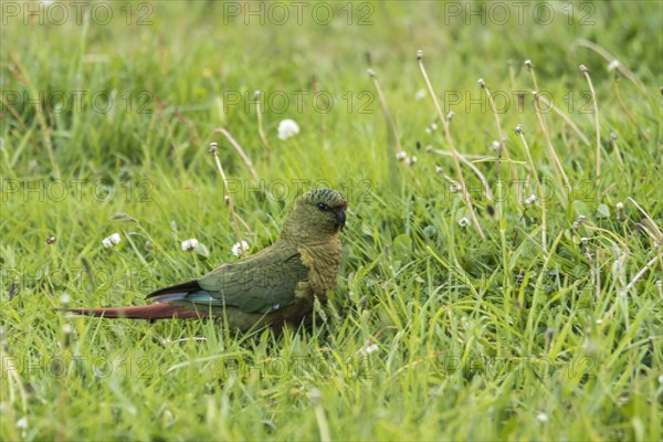 Austral parakeet (Enicognathus ferrugineus)