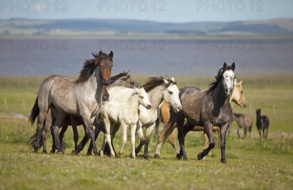 Criollo horses trot through the Pampa