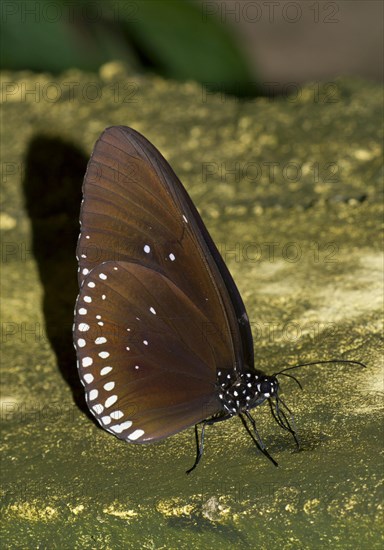 Common Crow (Euploea core graminifera)