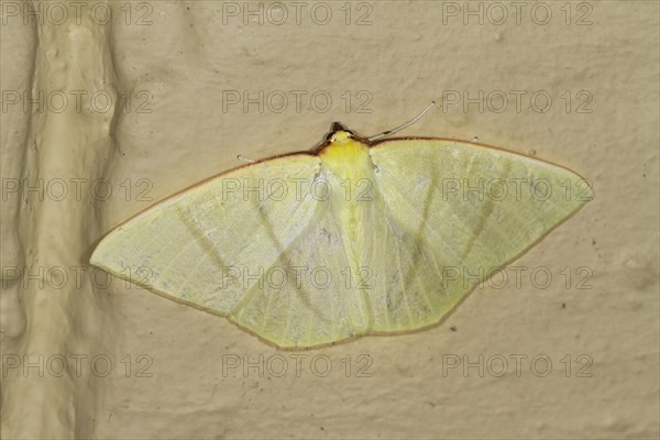 Moth