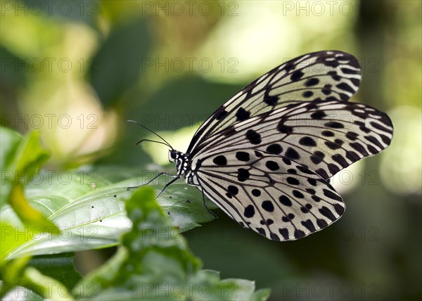 Common tree nymph (Idea stolli virgo)
