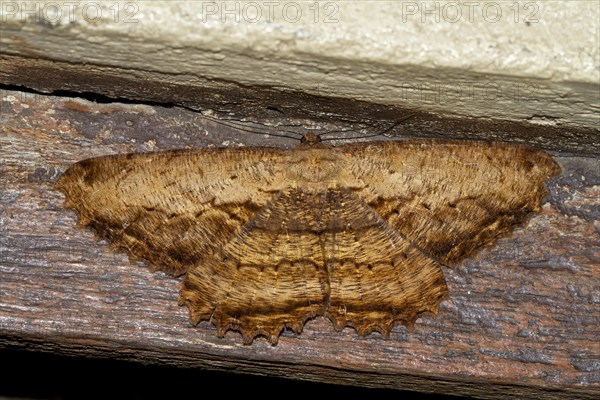 Geometer moth (Geometridae sp.)