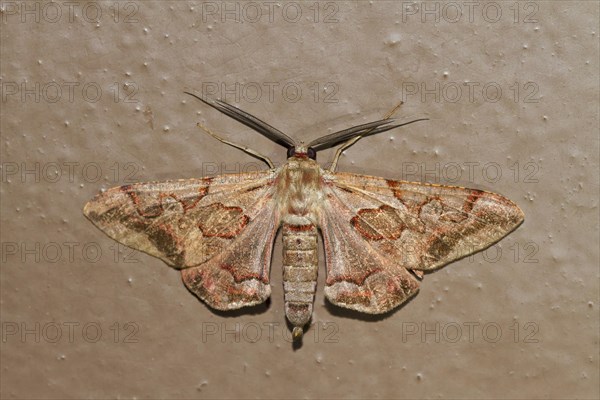Geometer Moth (Hypochrosis binexata)