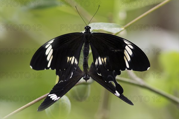 Butterfly Red Helen at Kopulation (Papilio helenus)