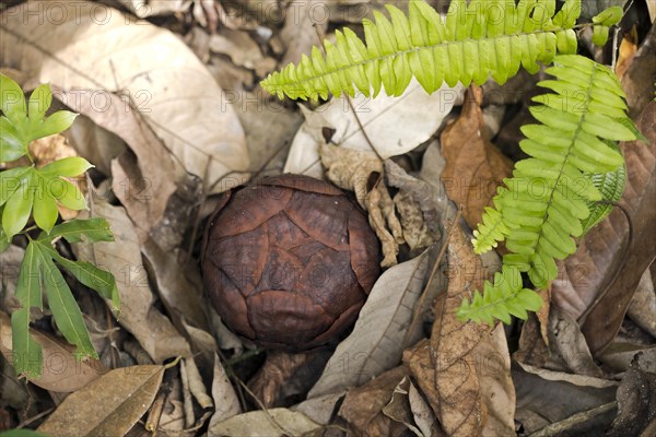 Corpse lily (Rafflesia arnoldii)
