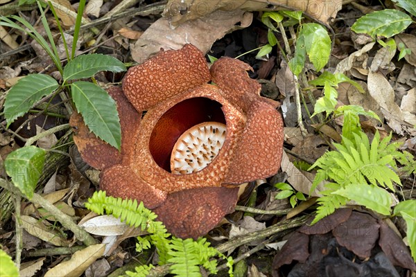 Corpse lily (Rafflesia arnoldii)