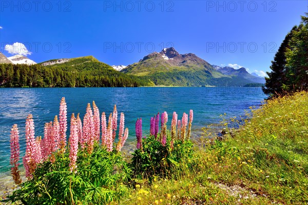 Lupines (Lupinus) at Lake Sils with Piz da la Margna