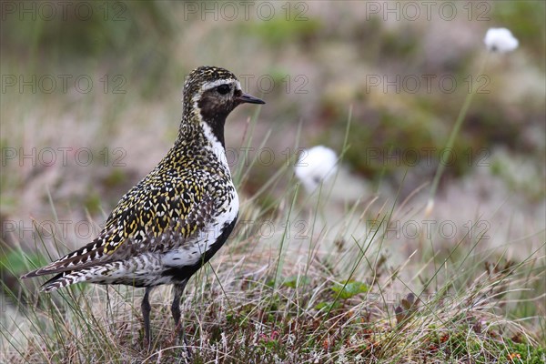Golden plover (Pluvialis apricaria) in tundra
