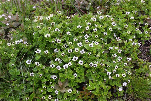 Dwarf cornel (Cornus suecica)