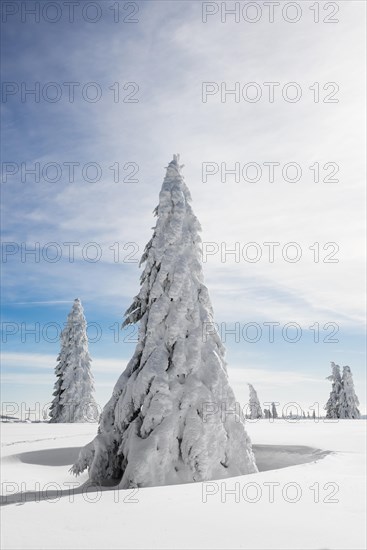 Snow-covered Spruces (Picea) in winter