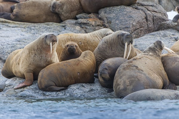 Walruses (Odobenus rosmarus)
