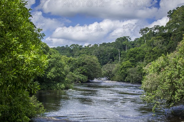 Rainforest