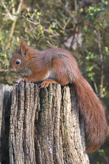 Young squirrel (Sciurus vulgaris) on tree trunk
