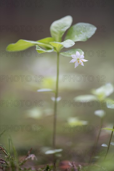 Arctic starflower (Trientalis europaea)