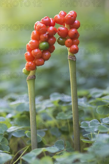 Snakeshead (Arum maculatum)
