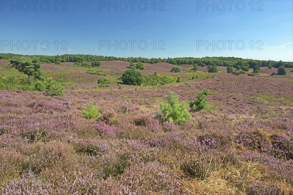 Heath (Calluna vulgaris)