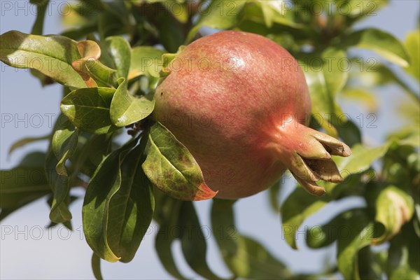 Pomegranate (Punica granata)