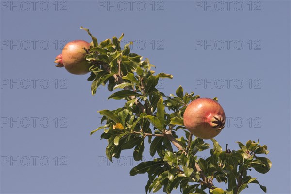Ripe pomegranates (Punica granata) on the tree