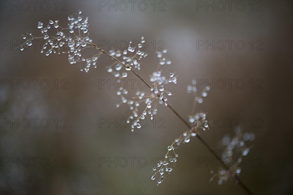 Dew drops on grass