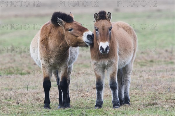 Przewalski's horses (Equus ferus przewalskii) get a whiff of each other
