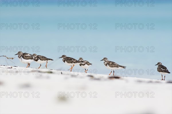 Several Ruddy turnstones (Arenaria interpres) run in a row in the sand