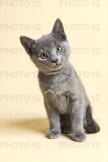 Purebred Cat