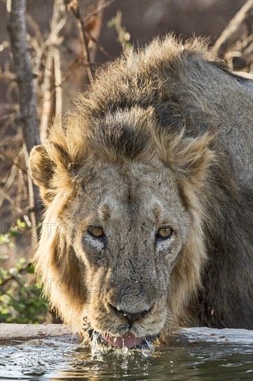 Asiatic lion (Panthera leo persica) drinking at waterhole