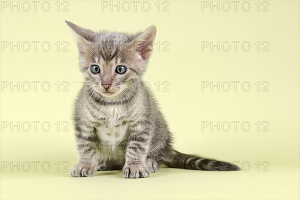 Breedcat Toyger (Felis silvestris catus)