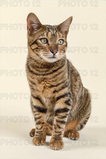 Breedcat Toyger (Felis silvestris catus)