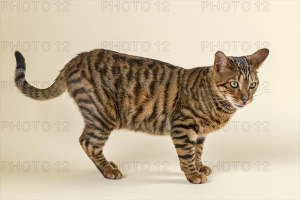Breedcat Toyger (Felis silvestris catus)