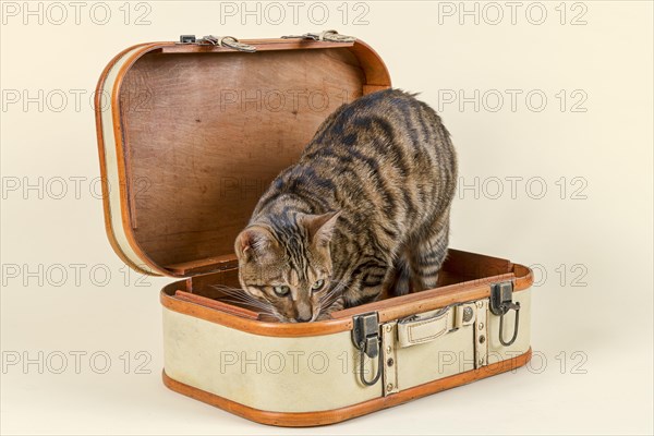 Breedcat Toyger (Felis silvestris catus)