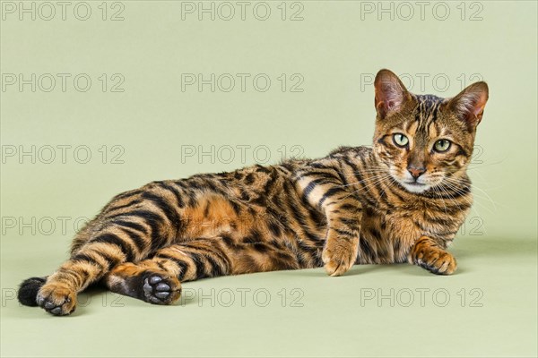 Breedcat Toyger (Felis silvestris catus)