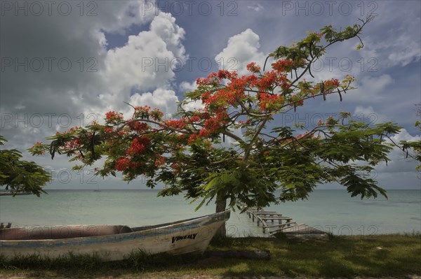 Boat at Flamboyant tree (Delonix regia) under a cloudy sky