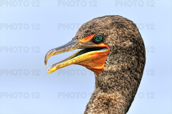 Double-crested cormorant (Phalacrocorax auritus)
