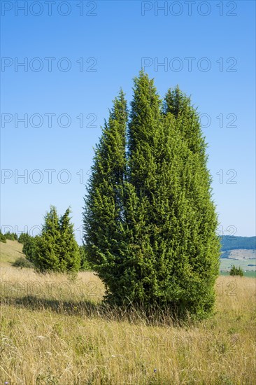 Common juniper (Juniperus communis)