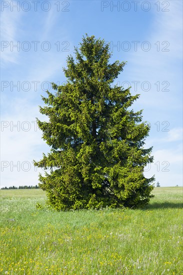 Norway spruce (Picea abies)