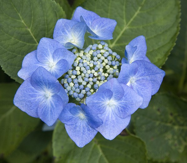 Blue hydrangea (Hydrangea serrata)