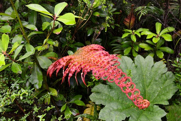 Red fern (Tracheophyta)