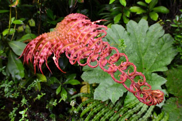 Red fern (Tracheophyta)