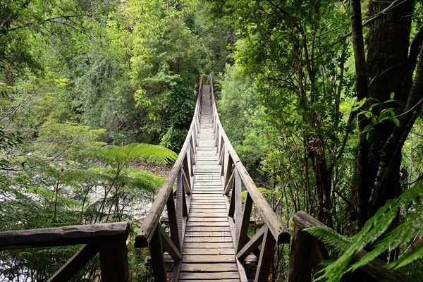 Wooden bridge over a stream in the temperate rainforest