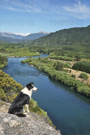Border Collie on a viewpoint over the river valley of the Rio Futaleufu