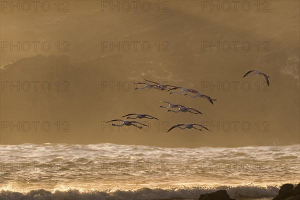 Greater flamingos (Phoenicopterus roseus) flying above surf