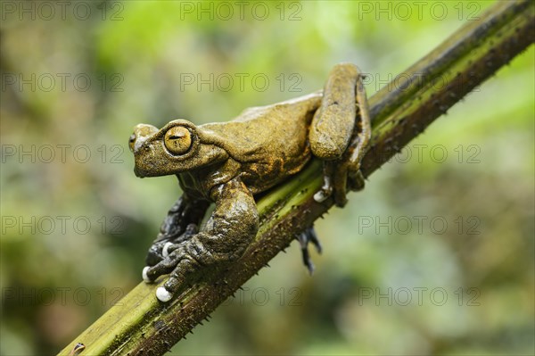 Endemic neotropical frog Tapichalaca Torrenteer (Hyloscirtus Tapichalaca)