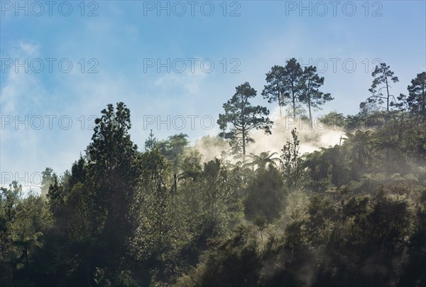 Tropical forest with fog and steam from hot springs