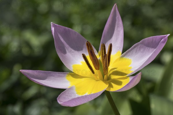 Yellow-purple tulip