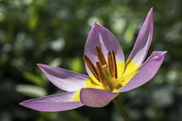Yellow-purple tulip