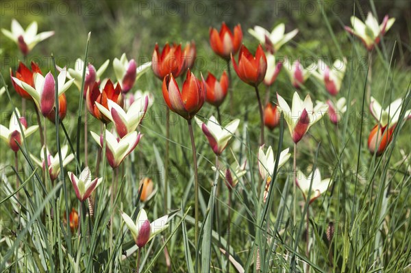Lady tulip (Tulipa clusiana) and red tulips